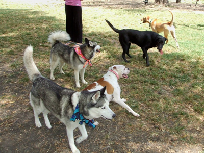 Dog Park Aug 23 09.JPG